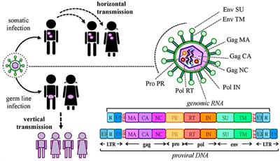 Human Endogenous Retroviruses Are Ancient Acquired Elements Still Shaping Innate Immune Responses